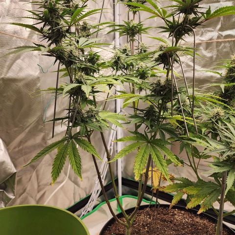 Mango Mrrr  #2 growlog timeline photo