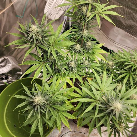 Mango Mrrr  #2 growlog timeline photo