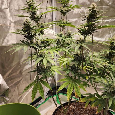 Mango Mrrr  #2 growlog timeline photo