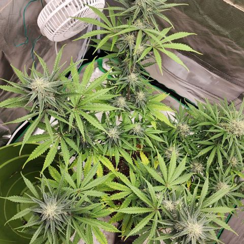 Mango Mrrr  #2 growlog timeline photo