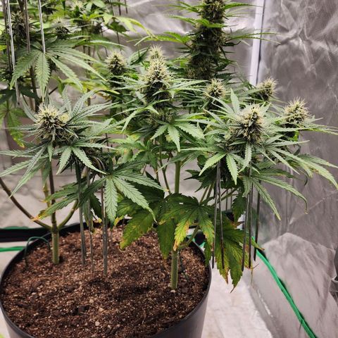 Mango Mrrr  #1 growlog timeline photo