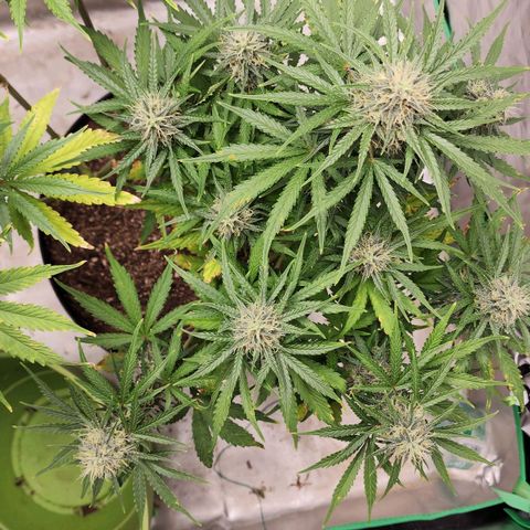 Mango Mrrr  #1 growlog timeline photo