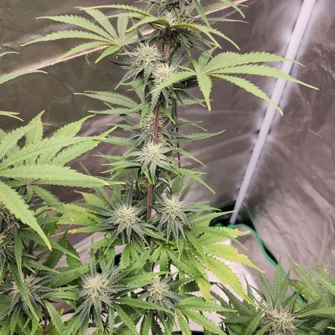 Mango Mrrr  #2 growlog timeline photo