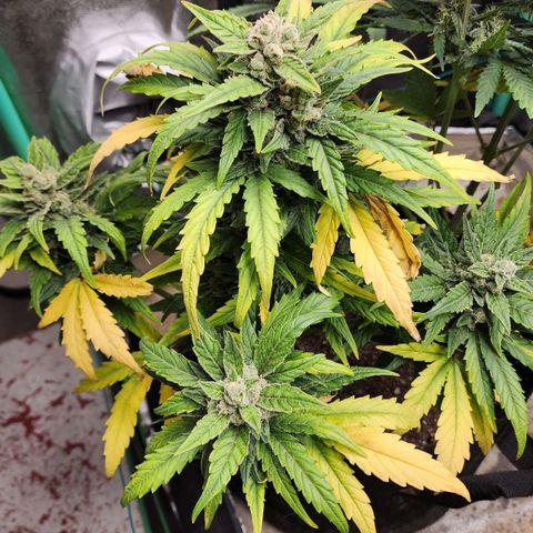 Gorilla Glue #1 growlog timeline photo