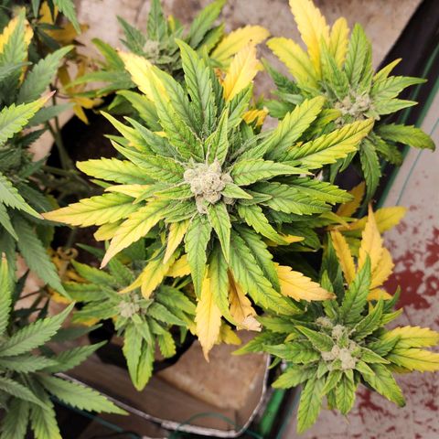 Gorilla Glue #1 growlog timeline photo