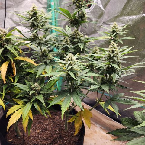 Gorilla Glue #2 growlog timeline photo