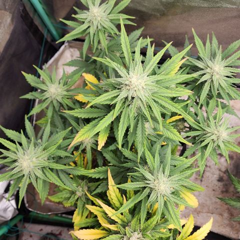 Gorilla Glue #2 growlog timeline photo