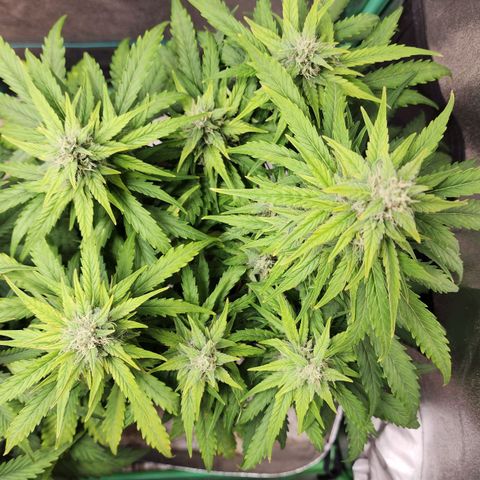 Methane #1 growlog timeline photo