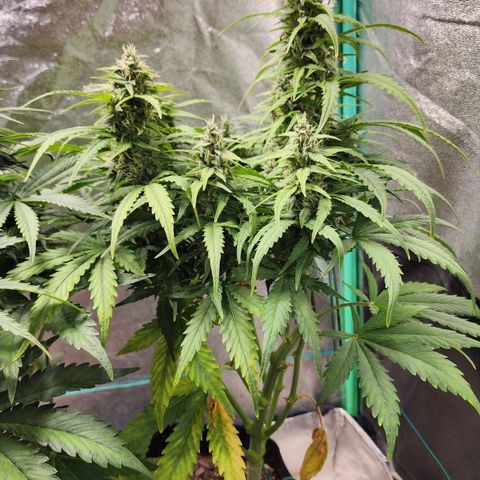 Methane #1 growlog timeline photo