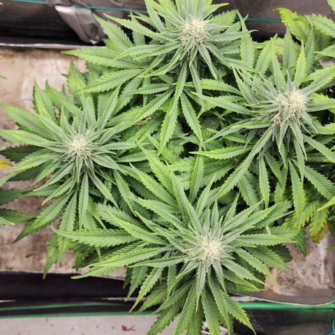 Methane #2 growlog timeline photo