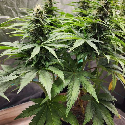 Methane #2 growlog timeline photo