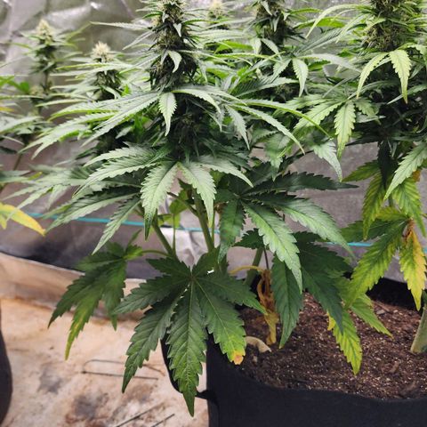Methane #2 growlog timeline photo