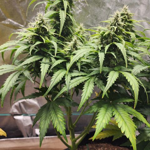 Methane #1 growlog timeline photo