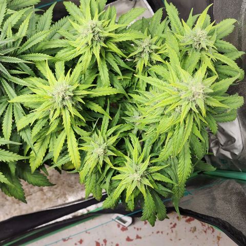 Methane #1 growlog timeline photo