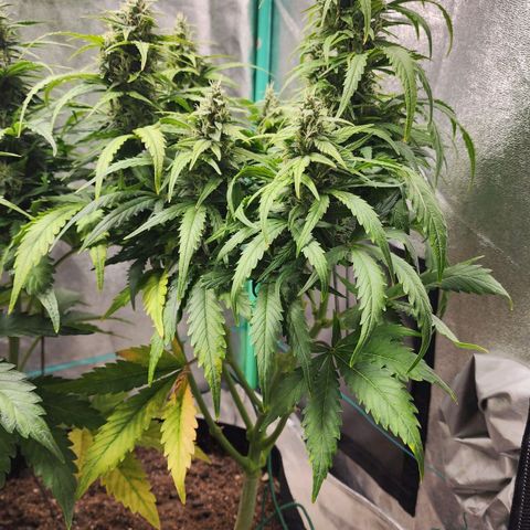Methane #1 growlog timeline photo