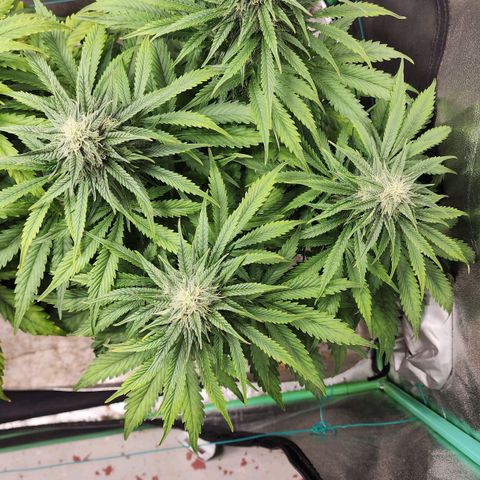 Methane #2 growlog timeline photo