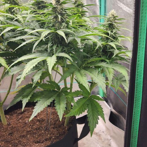 Methane #2 growlog timeline photo