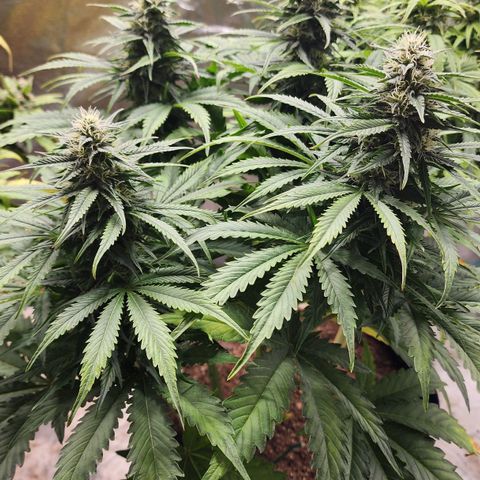 Methane #2 growlog timeline photo