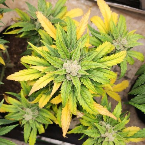 Gorilla Glue #1 growlog timeline photo