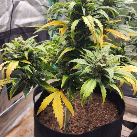 Gorilla Glue #1 growlog timeline photo