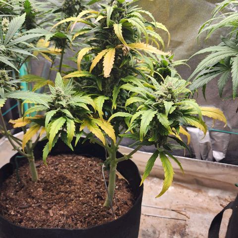 Gorilla Glue #1 growlog timeline photo