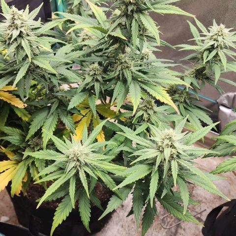 Gorilla Glue #2 growlog timeline photo