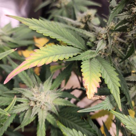 Gorilla Glue #2 growlog timeline photo