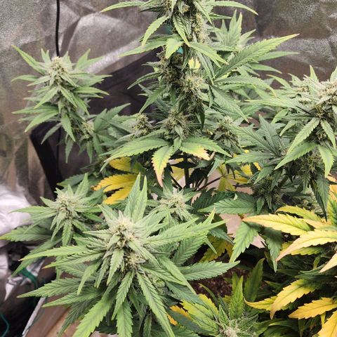 Gorilla Glue #2 growlog timeline photo
