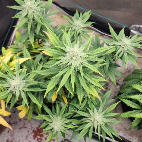 Gorilla Glue #2 growlog timeline photo