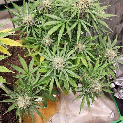 Mango Mrrr  #1 growlog timeline photo