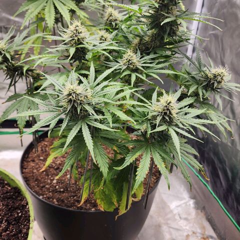 Mango Mrrr  #1 growlog timeline photo