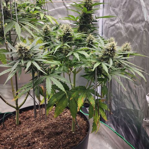 Mango Mrrr  #1 growlog timeline photo