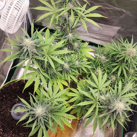 Mango Mrrr  #2 growlog timeline photo