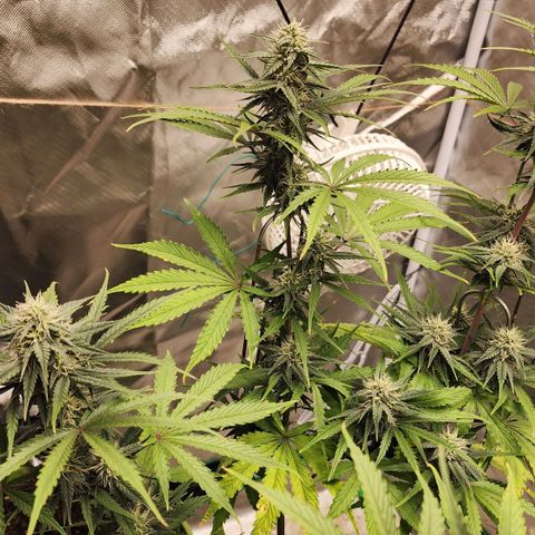 Mango Mrrr  #2 growlog timeline photo