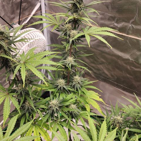 Mango Mrrr  #2 growlog timeline photo