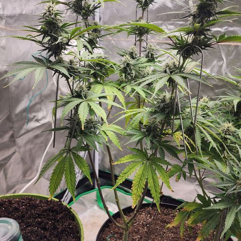 Mango Mrrr  #2 growlog timeline photo