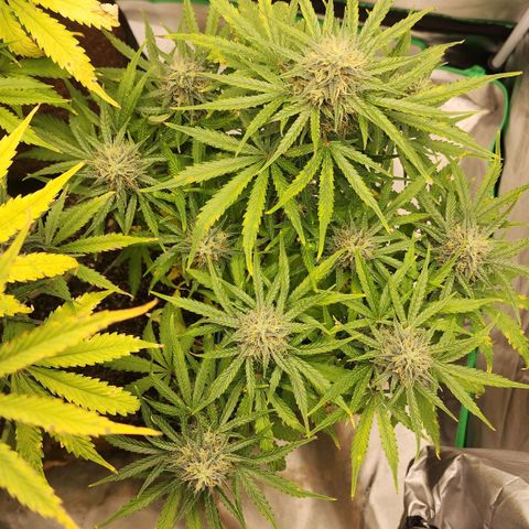 Mango Mrrr  #1 growlog timeline photo