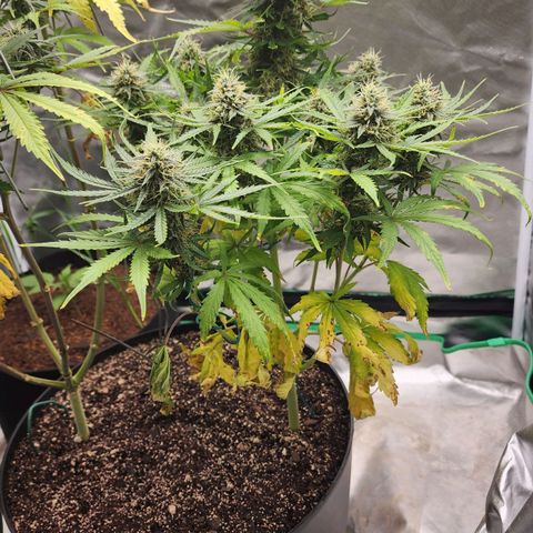 Mango Mrrr  #1 growlog timeline photo