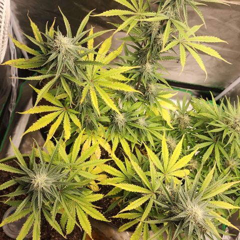 Mango Mrrr  #2 growlog timeline photo