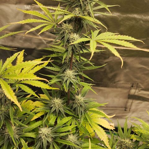 Mango Mrrr  #2 growlog timeline photo