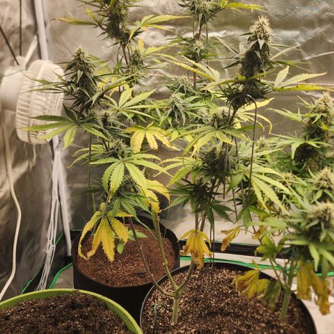 Mango Mrrr  #2 growlog timeline photo