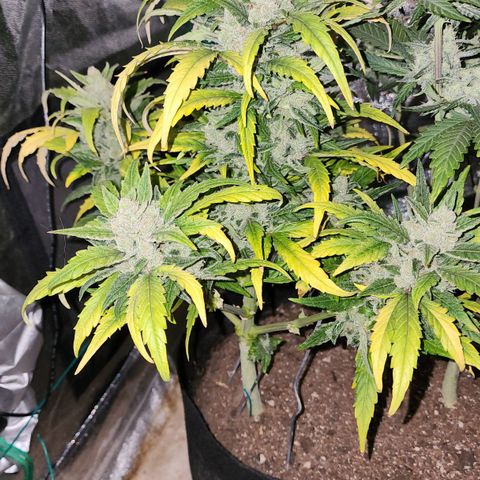 Gorilla Glue #1 growlog timeline photo