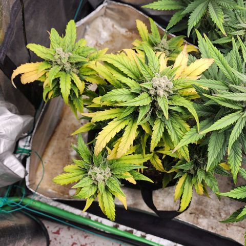Gorilla Glue #1 growlog timeline photo