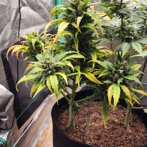 Gorilla Glue #1 growlog timeline photo