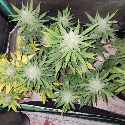 Gorilla Glue #2 growlog timeline photo