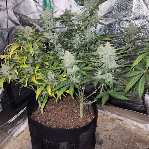 Gorilla Glue #2 growlog timeline photo