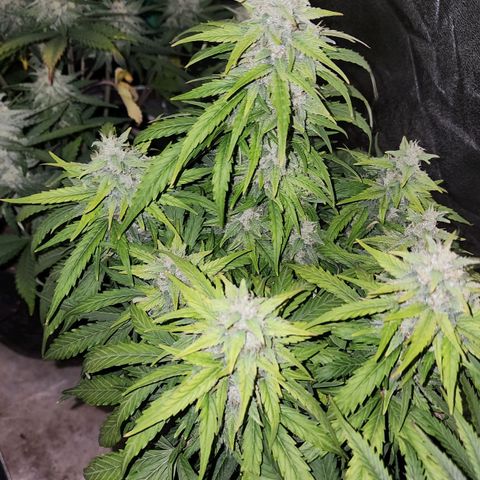 Methane #1 growlog timeline photo