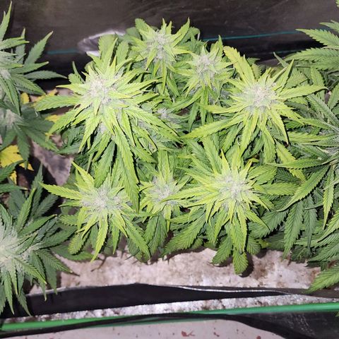 Methane #1 growlog timeline photo