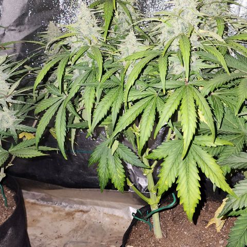 Methane #1 growlog timeline photo