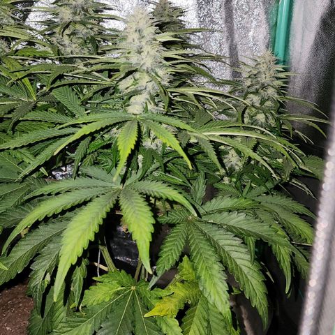 Methane #2 growlog timeline photo